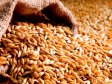 Зерно фуражне зерно корм