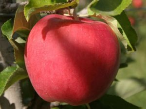 Врач-диетолог Наталья Лютова: Яблоко – лучший фрукт для детей...